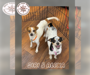 Parson Russell Terrier-Rat Terrier Mix Dogs for adoption in Princeton, British Columbia, Canada