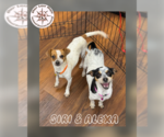 Small Parson Russell Terrier-Rat Terrier Mix