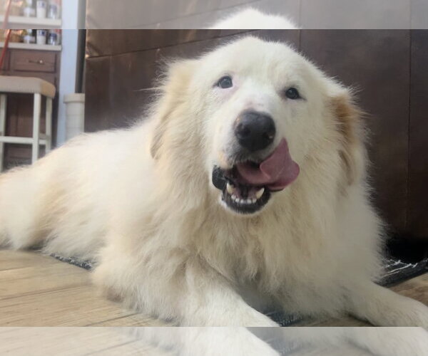 Medium Photo #7 Great Pyrenees Puppy For Sale in Spring, TX, USA