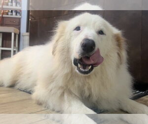 Teagan - Female Great Pyrenees Dog for Adoption - Photo #7