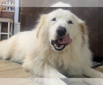 Small #6 Great Pyrenees