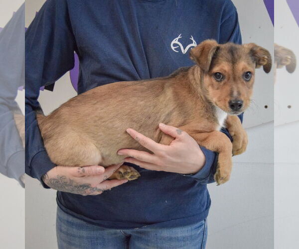 Medium Photo #2 Collie-German Shepherd Dog Mix Puppy For Sale in Huntley, IL, USA