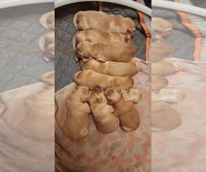 Golden Retriever Litter for sale in VANCOUVER, WA, USA