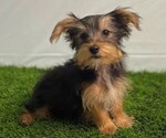 Small #2 Yorkshire Terrier