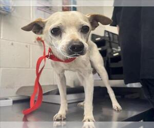 Chihuahua-Unknown Mix Dogs for adoption in San Bernardino, CA, USA