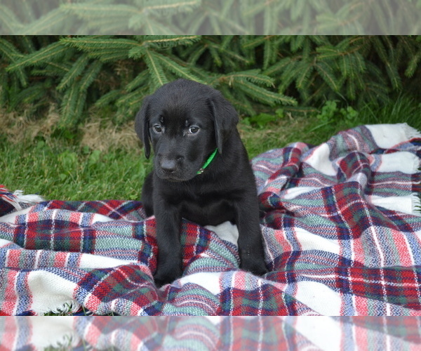 Medium Photo #1 Labrador Retriever Puppy For Sale in GREENWOOD, WI, USA
