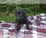 Puppy Alex Labrador Retriever
