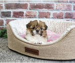Small #1 Shih Tzu