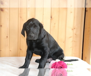 Labrador Retriever Puppy for sale in SHILOH, OH, USA