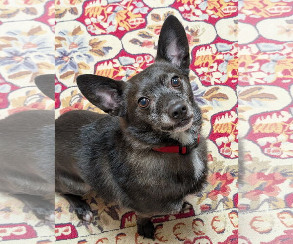 Medium Photo #5 Schipperke-Unknown Mix Puppy For Sale in Greensboro, NC, USA