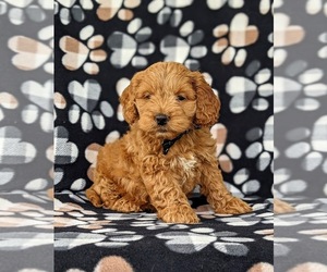 Cock-A-Poo Puppy for sale in KIRKWOOD, PA, USA