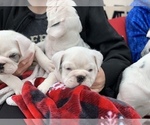 Small Photo #12 English Bulldog Puppy For Sale in PEACHLAND, NC, USA