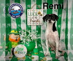 Small #6 Rat Terrier Mix