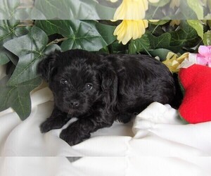 YorkiePoo Puppy for sale in CASSVILLE, MO, USA