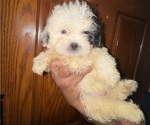 Puppy Lil Spot Shih Tzu