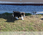 Small Photo #4 Pembroke Welsh Corgi Puppy For Sale in NORTH MANCHESTER, IN, USA