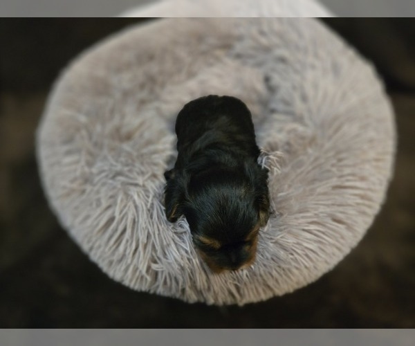 Medium Photo #2 Yorkshire Terrier Puppy For Sale in CARLYLE, IL, USA