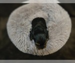Small #1 Yorkshire Terrier