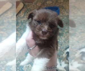 Ewokian Puppy for sale in ANNISTON, AL, USA
