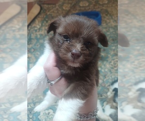 Ewokian Puppy for Sale in ANNISTON, Alabama USA