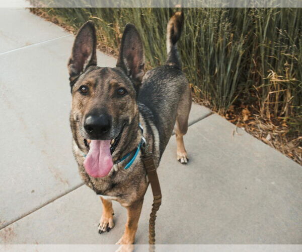 Medium Photo #10 Mutt Puppy For Sale in Sandy, UT, USA