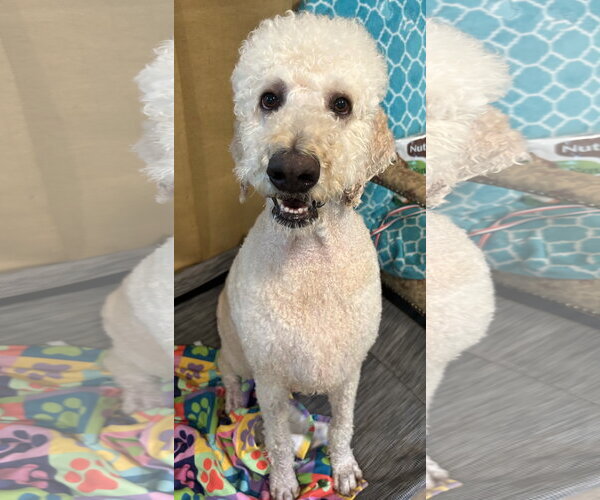 Medium Photo #5 Labradoodle Puppy For Sale in Pacolet, SC, USA