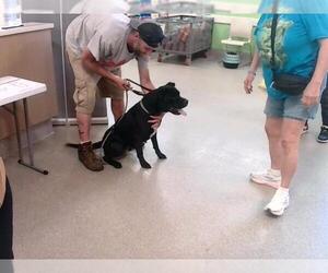 American Bulldog-Unknown Mix Dogs for adoption in Louisville, KY, USA
