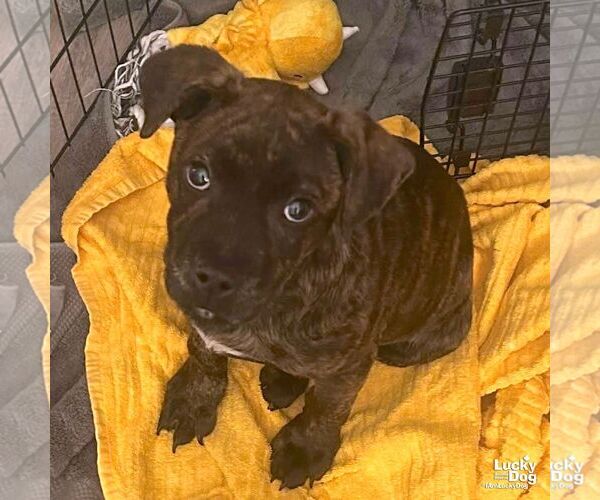 Medium Photo #3 Retriever -Unknown Mix Puppy For Sale in Washington, DC, USA