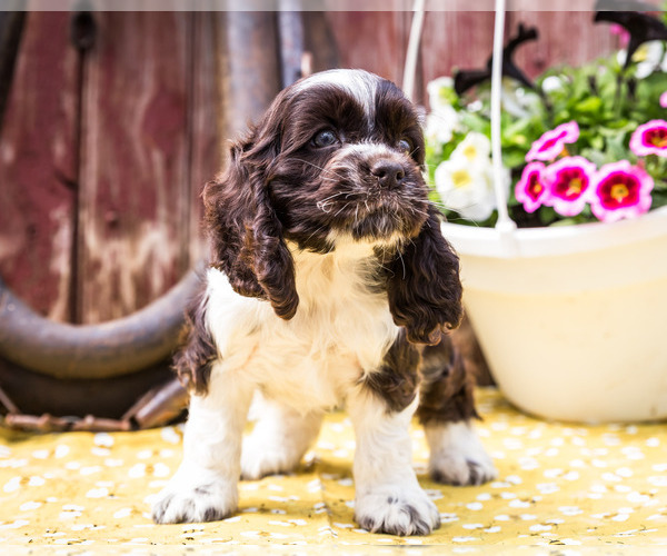 Medium Photo #7 Cocker Spaniel Puppy For Sale in WAKARUSA, IN, USA