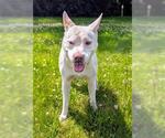 Small American Pit Bull Terrier Mix