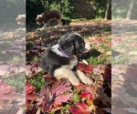 Small Photo #25 Australian Shepherd-F2 Aussiedoodle Mix Puppy For Sale in RALEIGH, NC, USA
