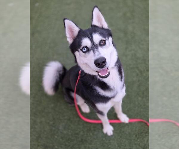 Medium Photo #1 Siberian Husky-Unknown Mix Puppy For Sale in Las Vegas, NV, USA