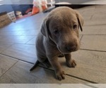 Puppy Otto Labrador Retriever