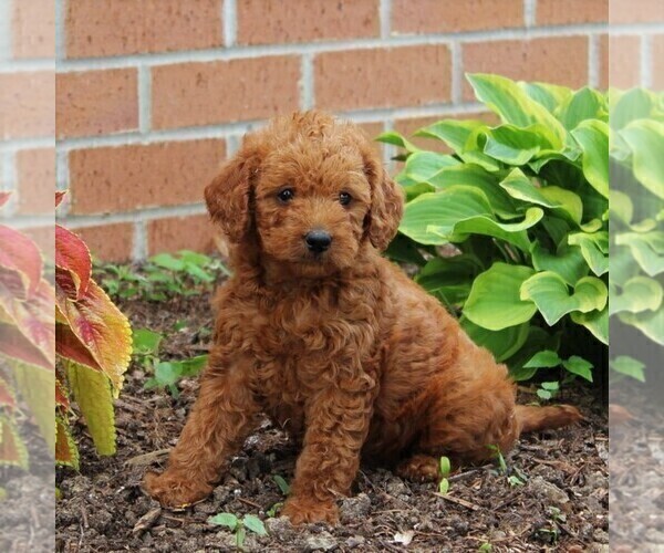 Medium Photo #3 Labradoodle-Poodle (Miniature) Mix Puppy For Sale in NEW PROVIDENCE, PA, USA