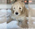 Puppy 2 Goldendoodle