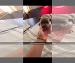 Puppy Lilac tri male American Bully