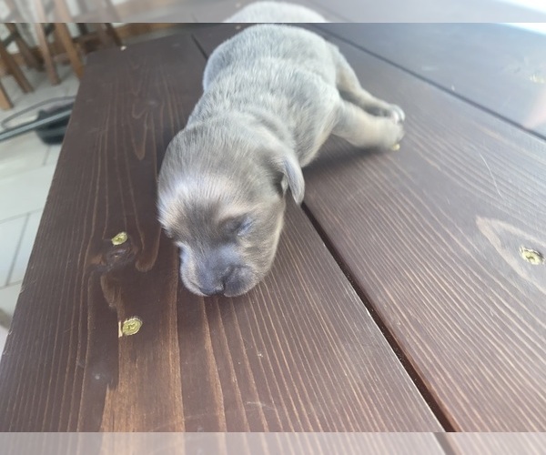 Medium Photo #1 Doxle Puppy For Sale in ROCK VALLEY, IA, USA