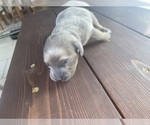 Small Photo #1 Doxle Puppy For Sale in ROCK VALLEY, IA, USA
