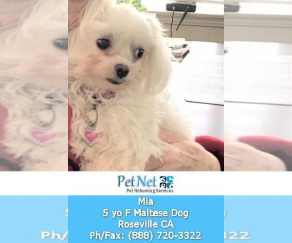 Medium Photo #1 Maltese Puppy For Sale in ROSEVILLE, CA, USA
