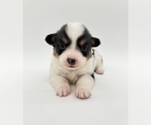 Pembroke Welsh Corgi Puppy for sale in FAIRBANK, IA, USA