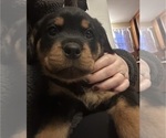 Small Rottweiler