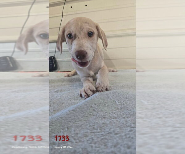 Medium Photo #1 Catahoula Leopard Dog-Weimaraner Mix Puppy For Sale in Foristell, MO, USA
