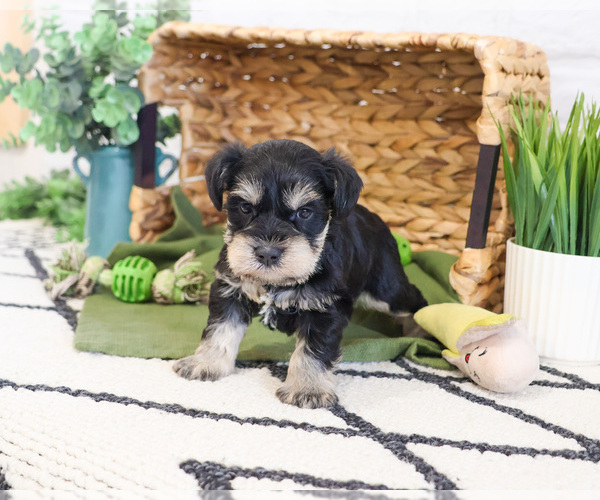 Medium Photo #1 Schnauzer (Miniature) Puppy For Sale in SYRACUSE, IN, USA