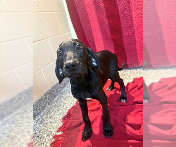 Medium Photo #1 Labrador Retriever-Unknown Mix Puppy For Sale in Brewster, MA, USA
