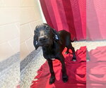 Small Labrador Retriever Mix
