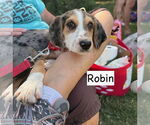 Small Catahoula Leopard Dog