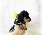 Small #2 Dachshund