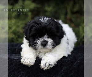 Zuchon Puppy for Sale in KINZERS, Pennsylvania USA