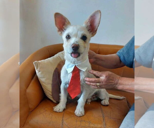 Medium Photo #1 Mutt Puppy For Sale in Sandy, UT, USA