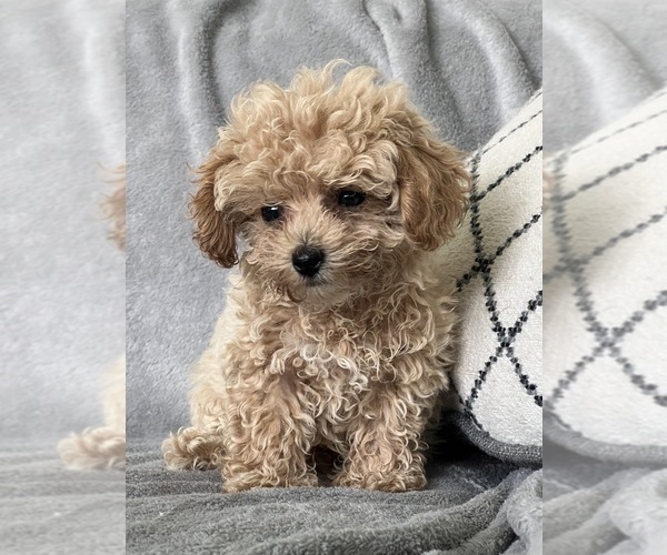 Medium Photo #2 Maltipoo Puppy For Sale in BEECH GROVE, IN, USA